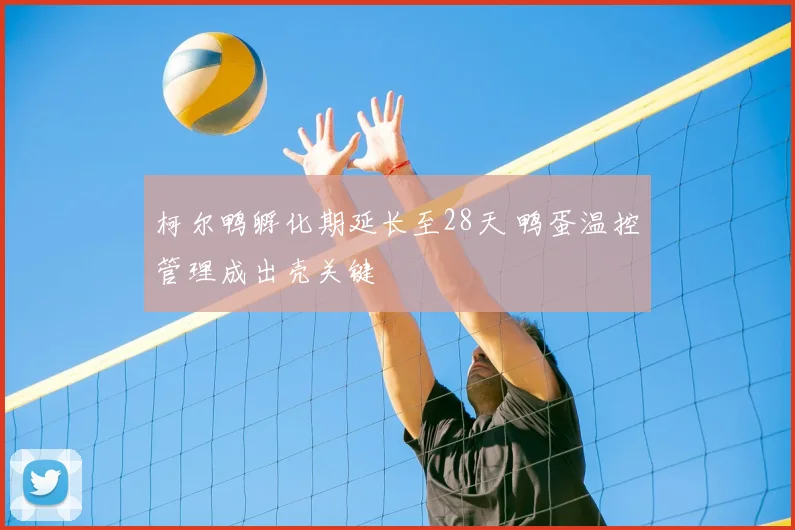 柯尔鸭孵化期延长至28天 鸭蛋温控管理成出壳关键