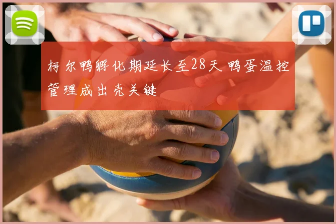 柯尔鸭孵化期延长至28天 鸭蛋温控管理成出壳关键